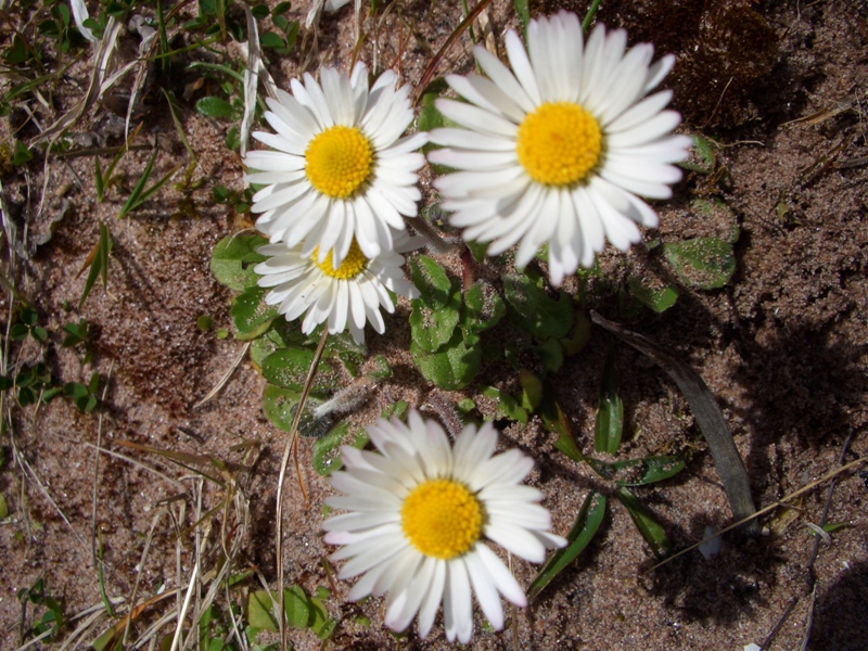 To have the time to watch flowers grow